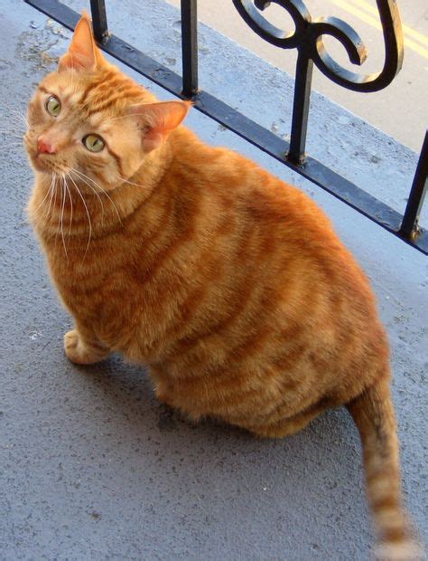 Orange Tabby Cat Grey Tabby Kittens Orange Tabby Cats Best Cat Breeds