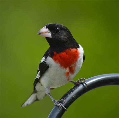 Red Breasted Grosbeak Photograph By Sheila Price