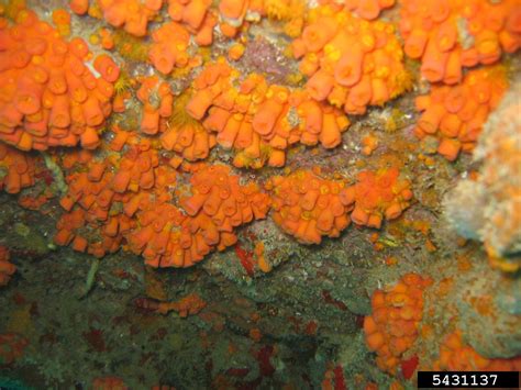 Orange Cup Coral Tubastraea Coccinea Scleractinia Dendrophylliidae