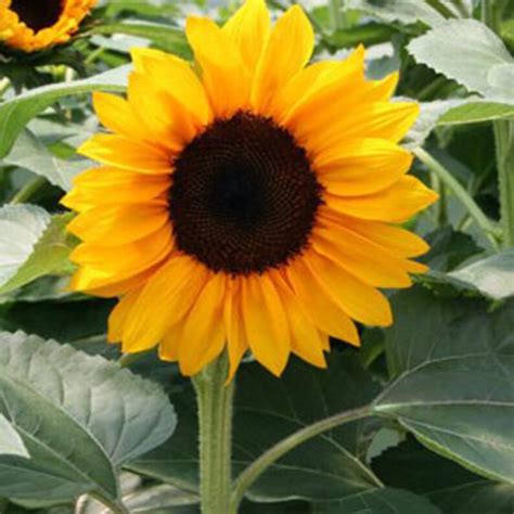 25 Procut Orange Sunflower Seeds Etsy
