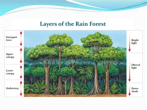 Ppt Temperate Deciduous Forest Powerpoint Presentation Free Download