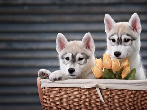 Обои корзина щенки пара щенята тюльпаны хаски собаки животные