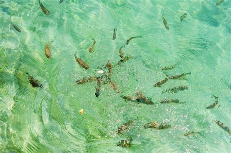Croatiaa School Of Fish Swimming In The Clear Water Of The Plitvice