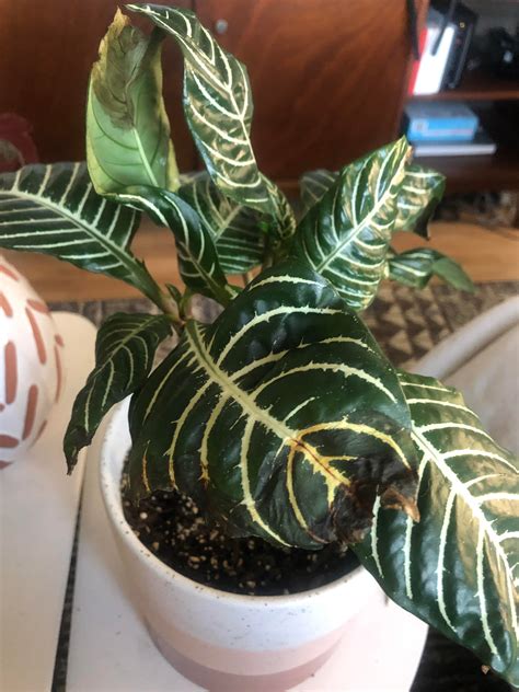 Any Idea Why My Zebra Plant Has Brown Tips It Has Bright Indirect
