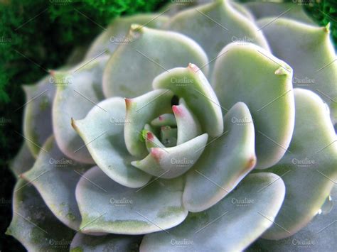 In late spring large, yellow or red flowers develop around the main stem, forming a tight clump. Succulent echeveria macro photo | Succulents, Echeveria ...