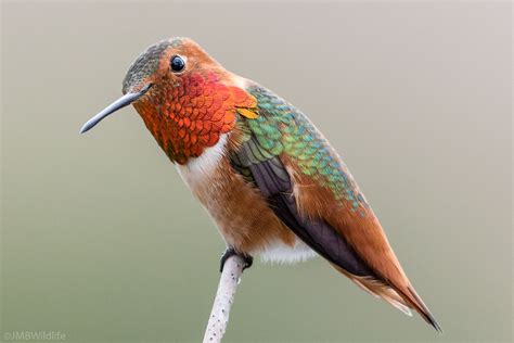 Allens Hummingbird Species Hummingbirds Plus