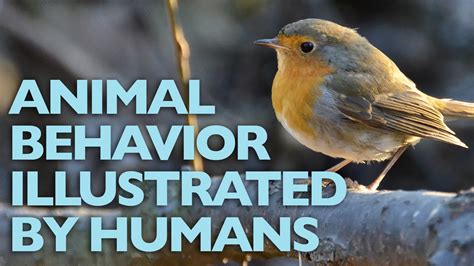 In evolutionary psychology and behavioral ecology, human mating strategies are a set of behaviors used by individuals to attract, select, and retain mates. Animal Behavior Illustrated by Humans: The European Robin