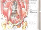 Images of Lower Back Core Muscles