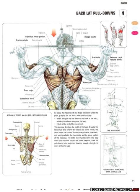 Learn about anatomy back muscles with free interactive flashcards. 17 Best images about Anatomic Reference on Pinterest | Back muscles, Fitness models and Back ...