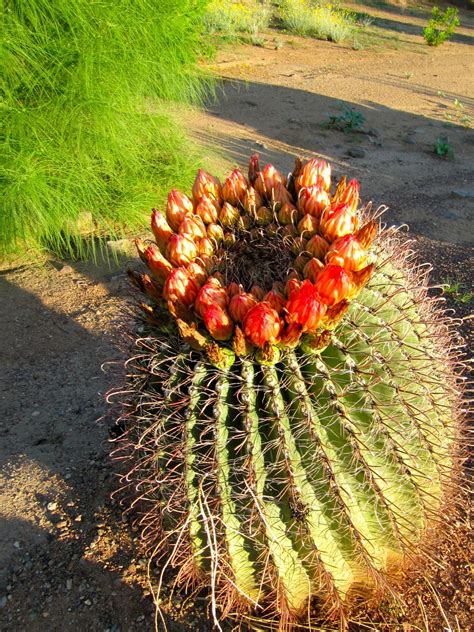 Most desert cacti have an extensive system of shallow roots that spread out widely near the surface of the soil, with some larger cacti such as the. Az. Buddy: The Barrel cactus