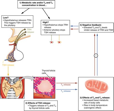 144 The Thyroid Gland Fundamentals Of Anatomy And Physiology