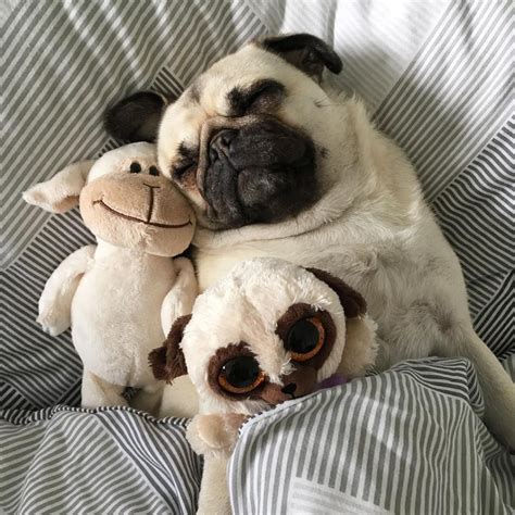 The 36 Funniest Pug Sleeping Positions The Paws