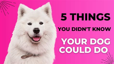 5 Things You Didnt Know Your Dog Can Do Youtube