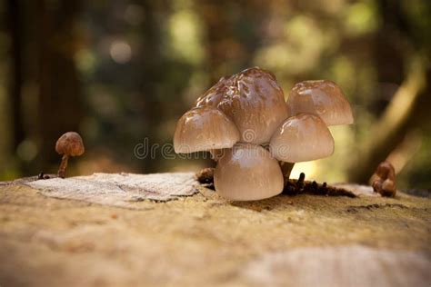 Non Edible Mushrooms Stock Image Image Of Stump Forest 34784461