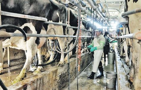 el sector lácteo también es afectado por la devaluación