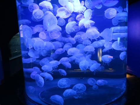 Moon Jellyfish Care Guide Everything To Know Exotic Pets