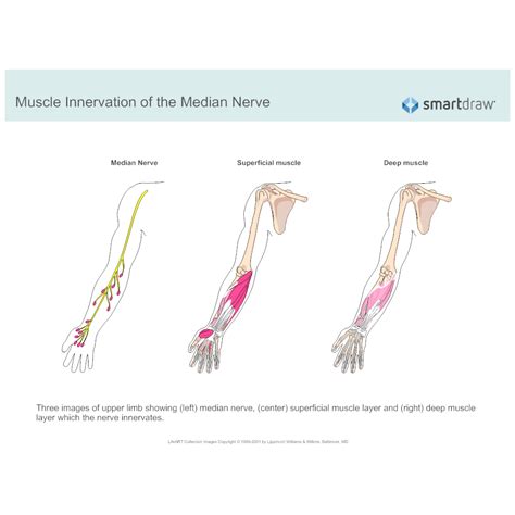 Muscle Innervation Of The Median Nerve