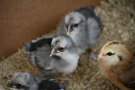 Baby Chicks - Paging Supermom