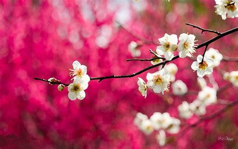 Cherry Blossom Desktop Wallpaper 80 Images