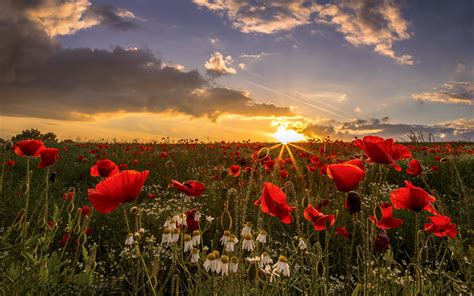 Sunset Field Poppies Wakefield In West Yorkshire, Uk Desktop Wallpaper