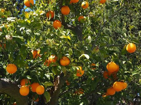 How To Grow Oranges From Seed To Harvest Check How This Guide Helps