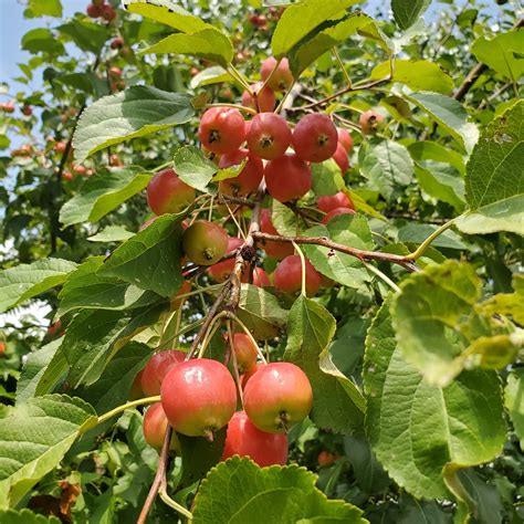 Types Of Crabapple Trees In Michigan Size Chatroom Sales Of Photos