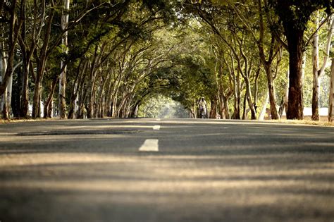 Road In Between Trees · Free Stock Photo