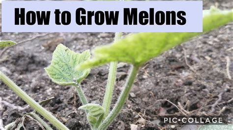 How To Grow Melons From Seeds Youtube