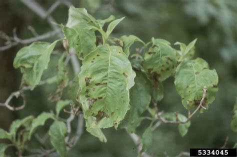 Fungus on dogwood tree bark. dogwood anthracnose (Discula destructiva ) on flowering dogwood (Cornus florida ) - 5334045