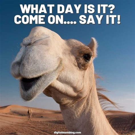 A Camel With Its Mouth Open And The Caption Says What Day Is It Come On Say It