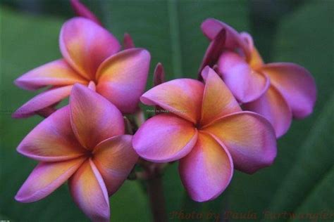 Plantfiles Pictures Plumeria Polynesian Sunset Plumeria Rubra By