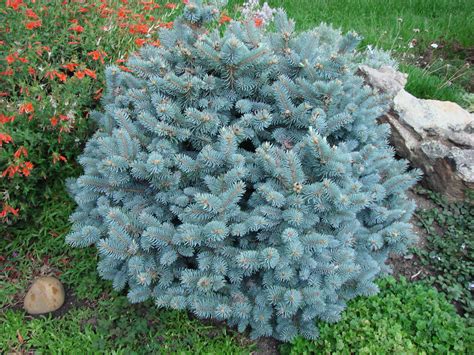 The dwarf blue spruce tree can be stored in the grove. dwarf blue spruce | Alex | Flickr