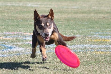 Dog Frisbee And Canine Disc Training Deep Creek Northern Beaches