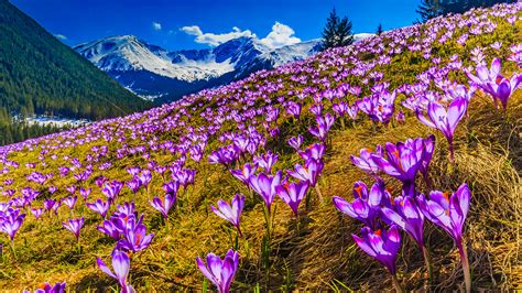 Photo Spring Mountain Flowers Crocuses Landscape 2560x1440