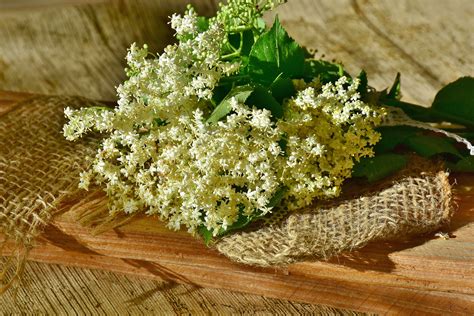 Champagne des fées aux fleurs de sureau