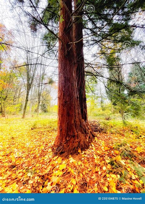 Two Giant Redwood Pine Trees Surrounded by Golden Leaves Stock Image