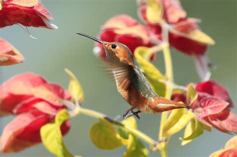 Download Wallpaper 2048x1361 Hummingbirds Birds Branches Flowers Hd