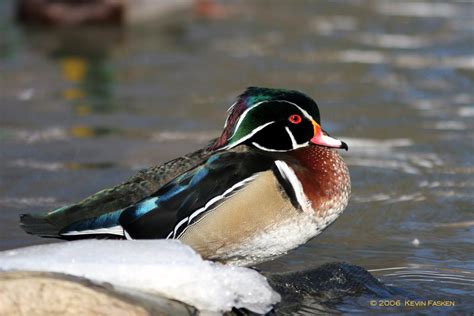 Wood Duck Snow 2 Photo Kevin Fasken Photos At