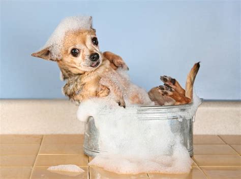 0 watchers111 page views0 deviations. Hunde: Ab in die Wanne! - News - W24