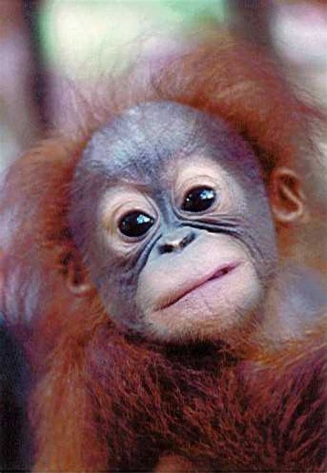 Baby Monkey Orangutan Baby Orangutan And Malaysia