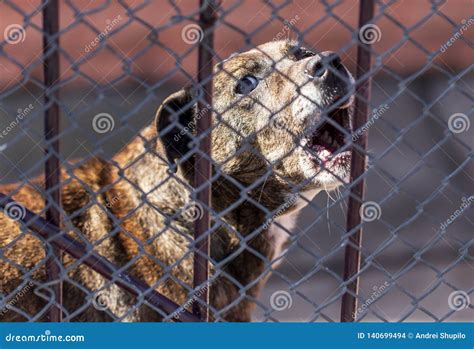 Angry Dog Barking Behind A Metal Fence Stock Photo Image Of