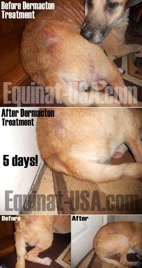 Dermacton For Dogs In The Usa Equinat Dog Itching Itchy