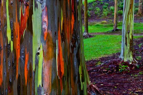 The Rainbow Eucalyptus Mindanao Gum Tree Woahdude