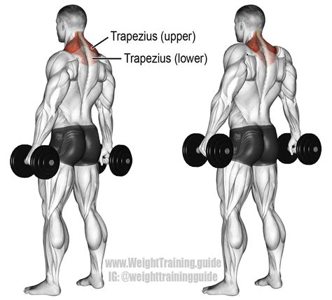 Dumbbell Shrug An Isolation Exercise Target Muscle Upper Trapezius