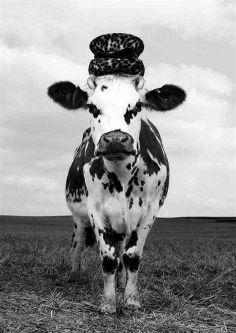 meet hermione the cow photo by jean baptiste mondino oh la vache series for milk factory