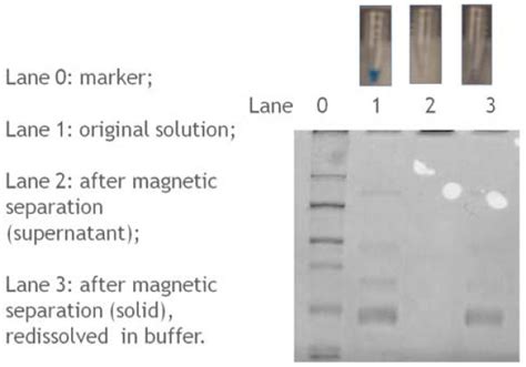 Bradford Protein Assay Of The Separation Efficiency Top Photos