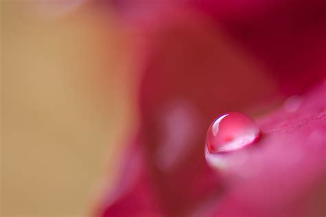 1440x900 Resolution Micro Photography Of Dew Drop On Red Petal Flower