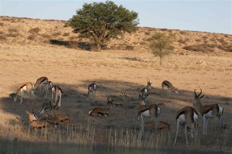 the kgalagadi transfrontier park what you need to know travel dudes