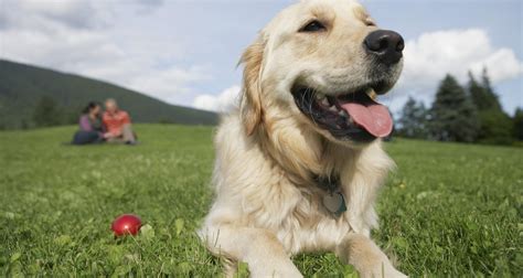7 Amazing Health Benefits Of Being A Dog Owner — Idea Digezt