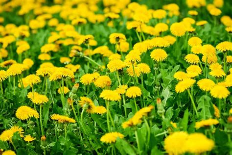 Dandelion Foraging Identification Look Alikes And Uses
